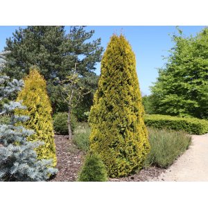 Tuja západná (Thuja occidentalis) ´GOLDEN SMARAGD®´ - výška 30-50 cm, kont. C3L